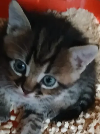 Продам котят Донецк