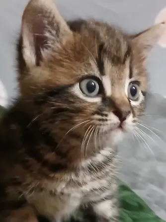 Продам котят Донецк