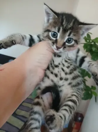 Продам котят Донецк
