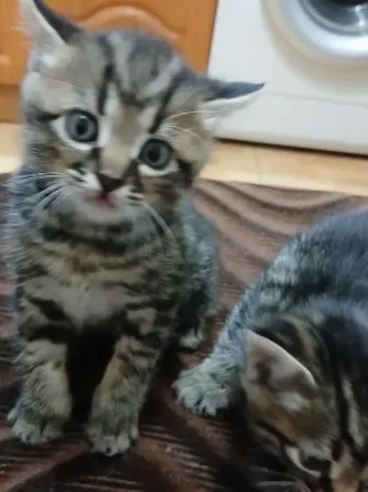 Продам котят Донецк