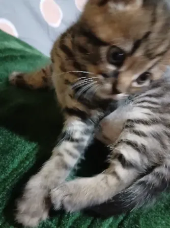Продам котят Донецк