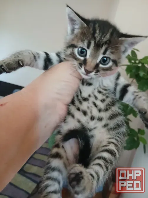 Продам котят Донецк - изображение 5