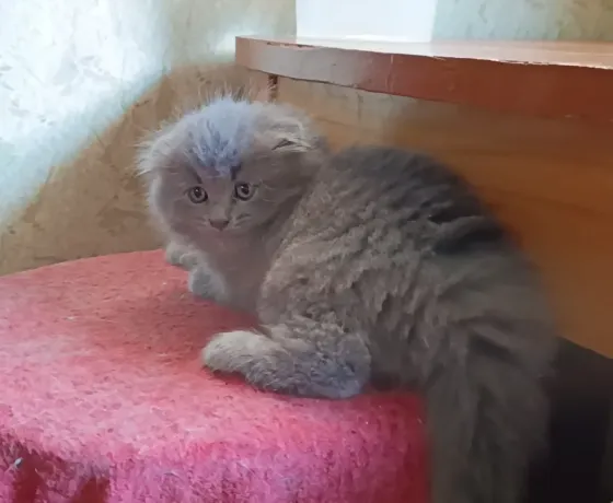 Милота Донецк
