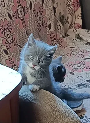 Милота Донецк
