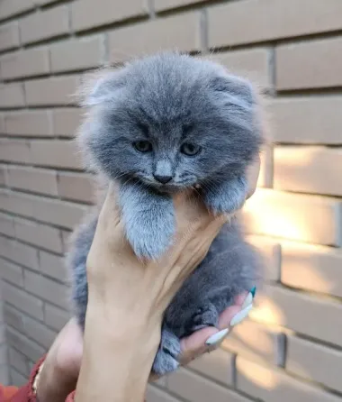 Милота Донецк