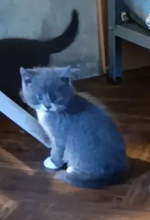 Милота Донецк