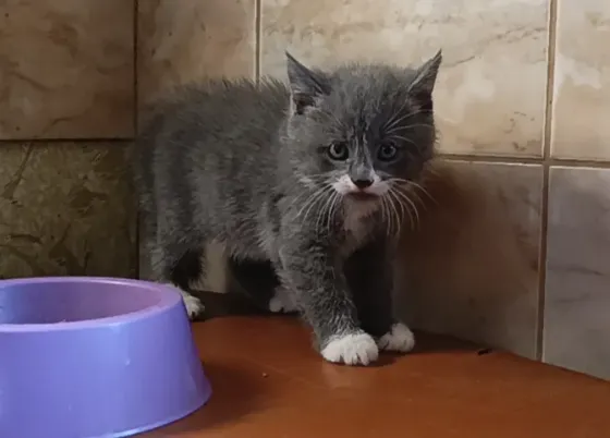 Милота Донецк