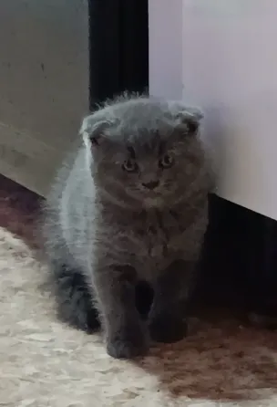Милота Донецк