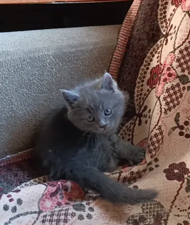 Милота Донецк