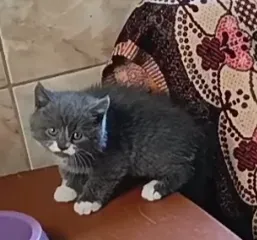 Милота Донецк