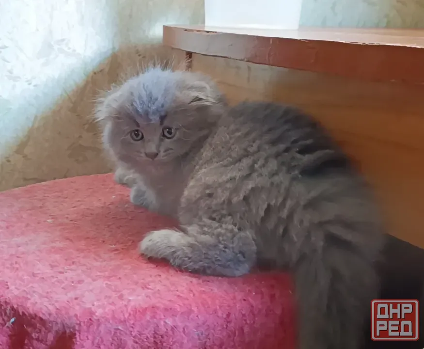 Милота Донецк - изображение 6