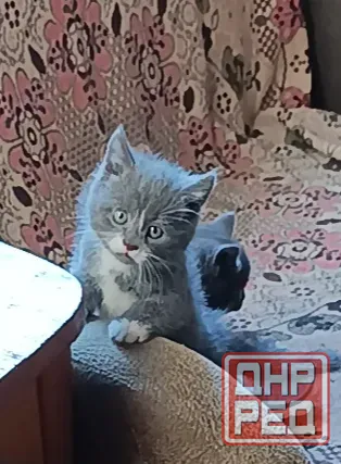 Милота Донецк - изображение 4