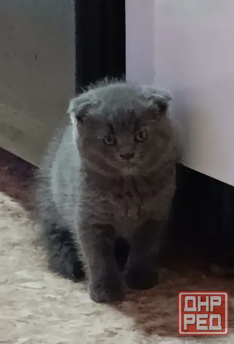 Милота Донецк - изображение 3