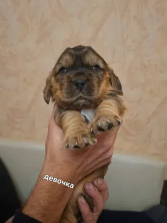 Английский кокер спаниель Донецк