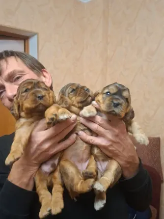 Английский кокер спаниель Донецк
