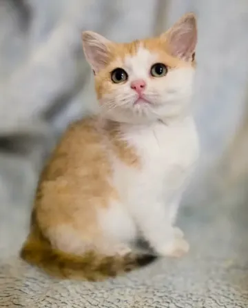 Шотландская кошечка Донецк
