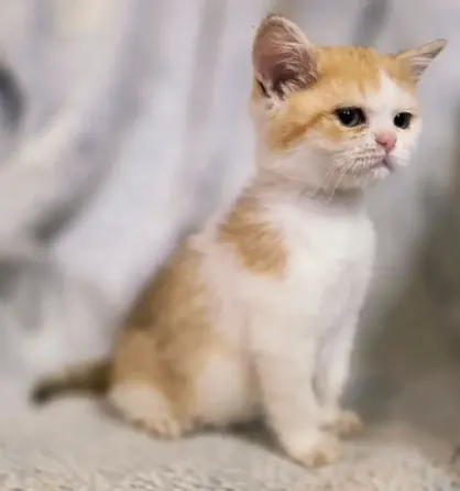 Шотландская кошечка Донецк