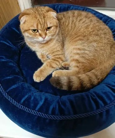 Шотландский вислоухий кот (1 год) Донецк