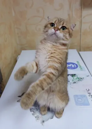 Шотландский вислоухий кот (1 год) Донецк