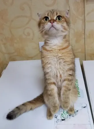 Шотландский вислоухий кот (1 год) Донецк