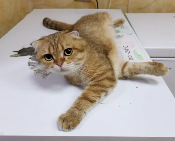 Шотландский вислоухий кот (1 год) Донецк