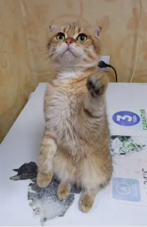 Шотландский вислоухий кот (1 год) Донецк