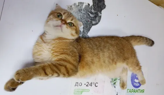 Шотландский вислоухий кот (1 год) Донецк