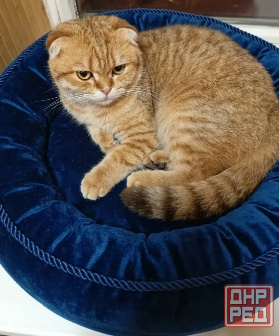 Шотландский вислоухий кот (1 год) Донецк - изображение 1