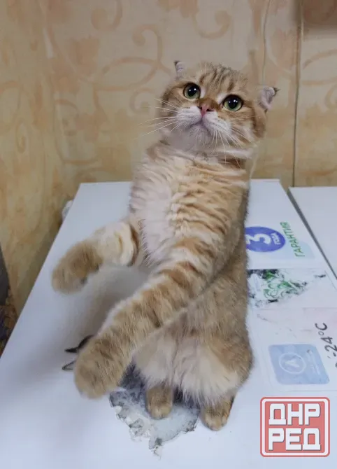 Шотландский вислоухий кот (1 год) Донецк - изображение 2