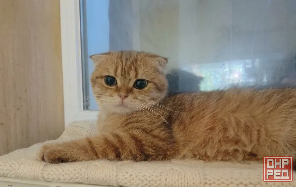 Шотландский вислоухий кот (1 год) Донецк - изображение 7