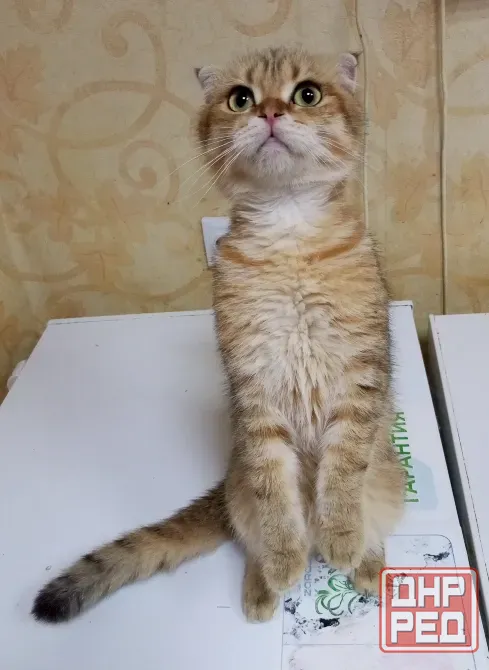 Шотландский вислоухий кот (1 год) Донецк - изображение 4