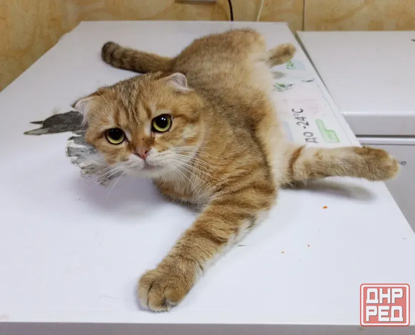 Шотландский вислоухий кот (1 год) Донецк - изображение 6