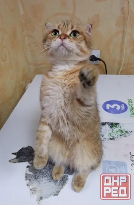 Шотландский вислоухий кот (1 год) Донецк - изображение 3