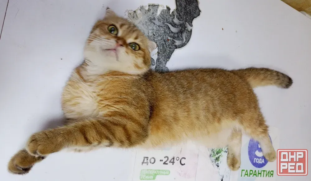 Шотландский вислоухий кот (1 год) Донецк - изображение 5