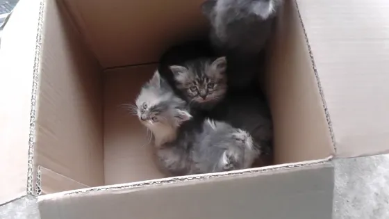 Отдам котят Донецк