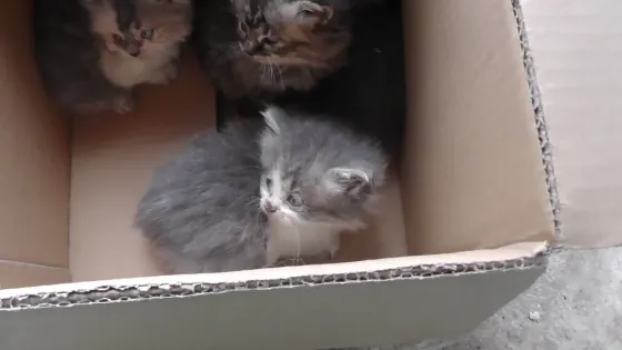 Отдам котят Донецк