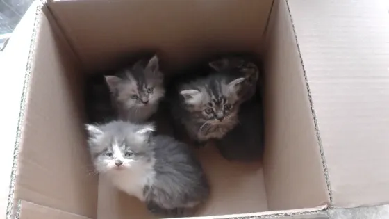 Отдам котят Донецк