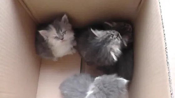 Отдам котят Донецк