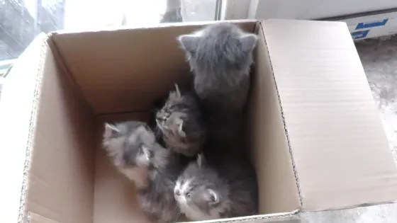 Отдам котят Донецк