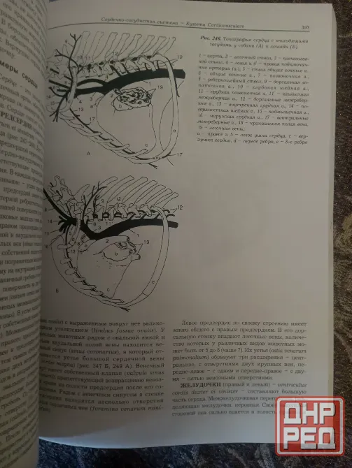 Продам учебник по анатомии животных Акаевский, б/у Макеевка - изображение 4
