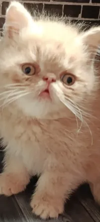 Продаются котята Донецк