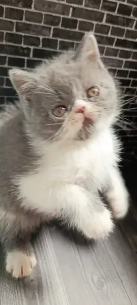 Продаются котята Донецк