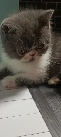 Продаются котята Донецк