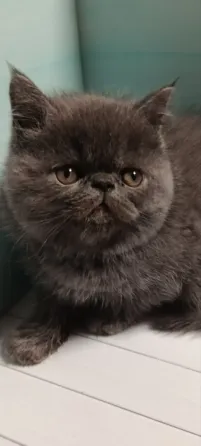 Продаются котята Донецк