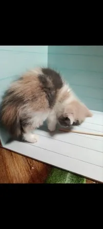 Продаются котята Донецк