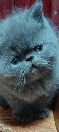 Продаются котята Донецк