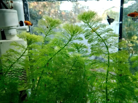 Аквариумные растения, водоросли, кабомба Донецк