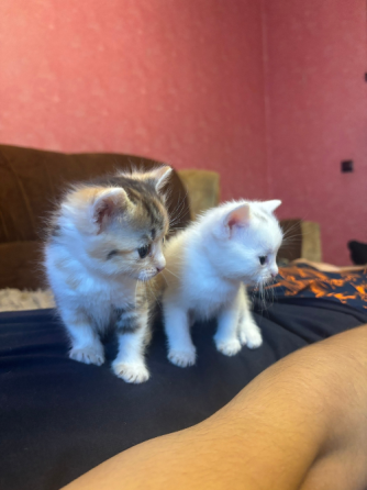 Маленькие котята ищут дом Донецк