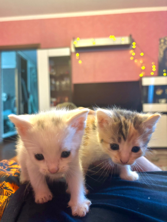 Маленькие котята ищут дом Донецк