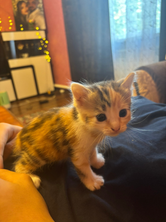 Маленькие котята ищут дом Донецк